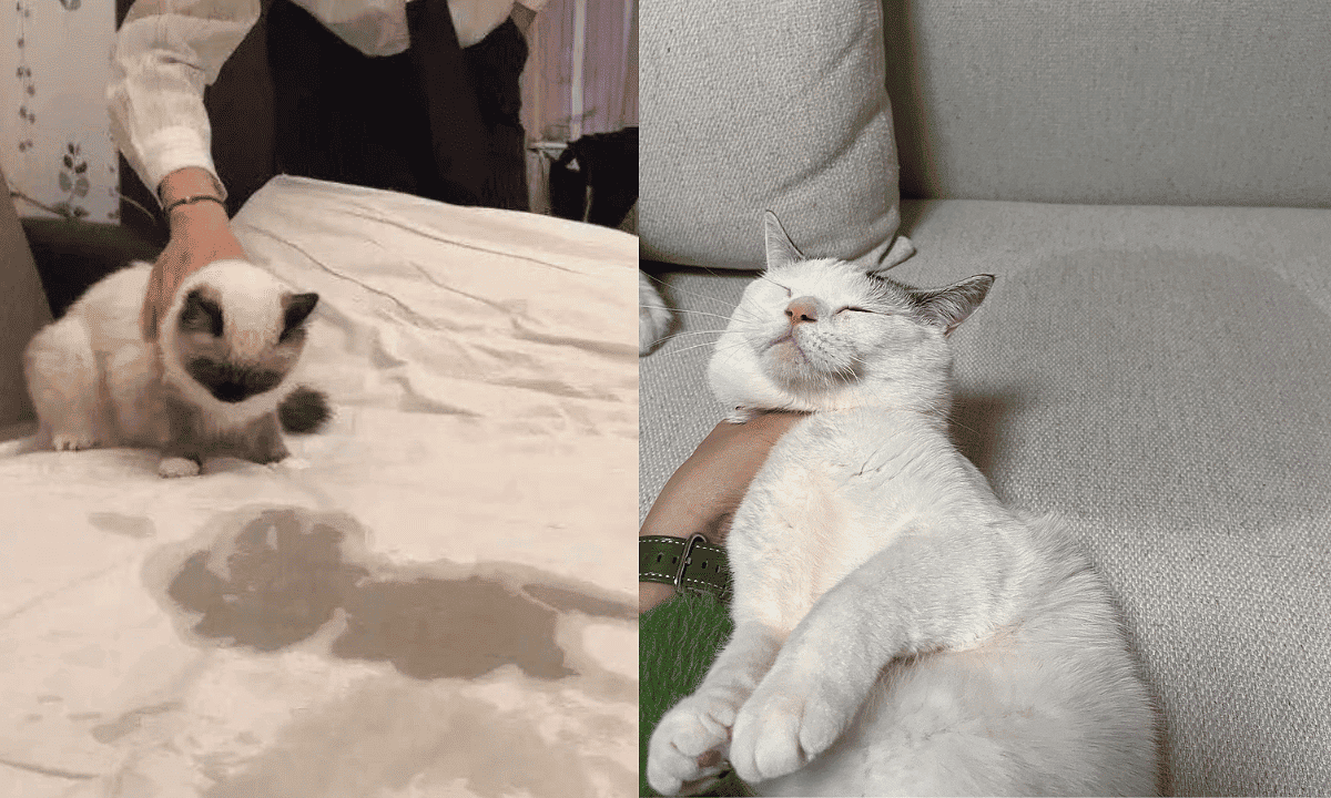 How To Get Cat Pee Out Of The Couch