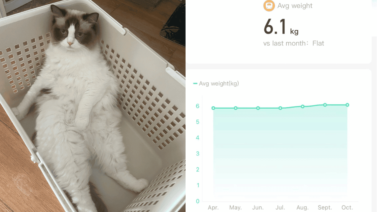 Pet Scale For Cats