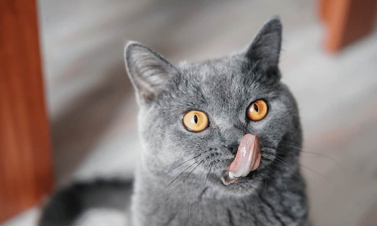 24 Human Foods Poisonous to Cats