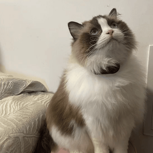 HappyPetCam Cat Collar HD Camera Cat POV Camera