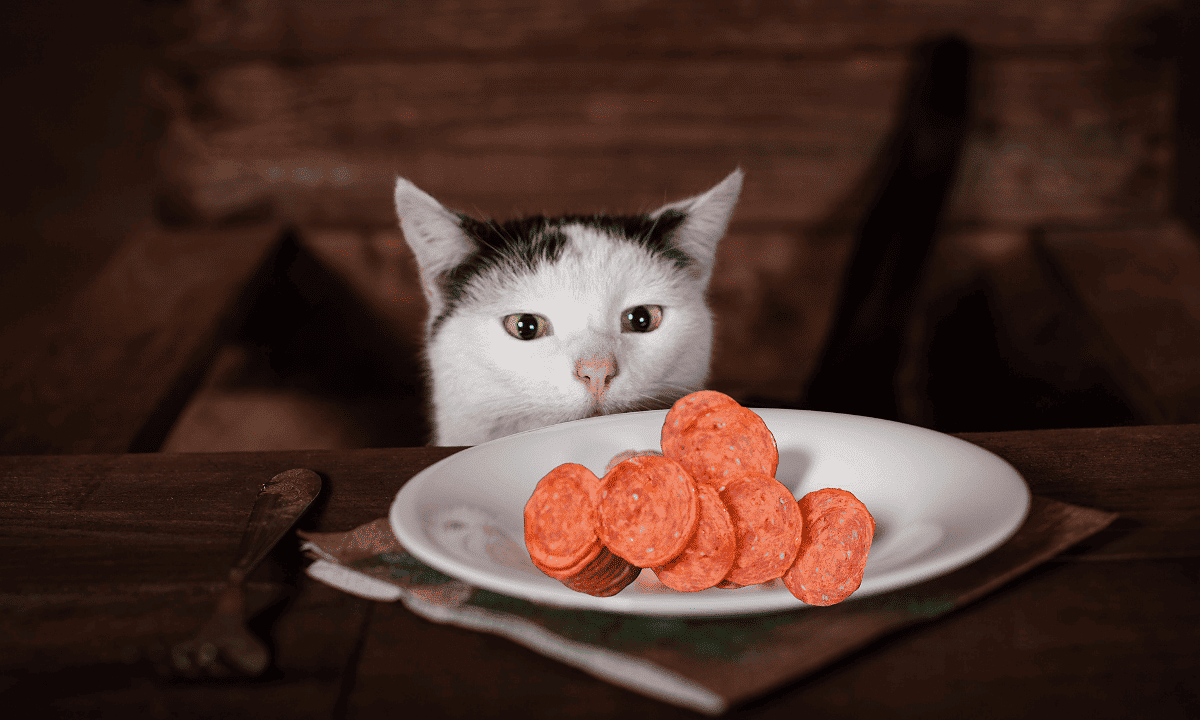 Can Cats Eat Pepperoni