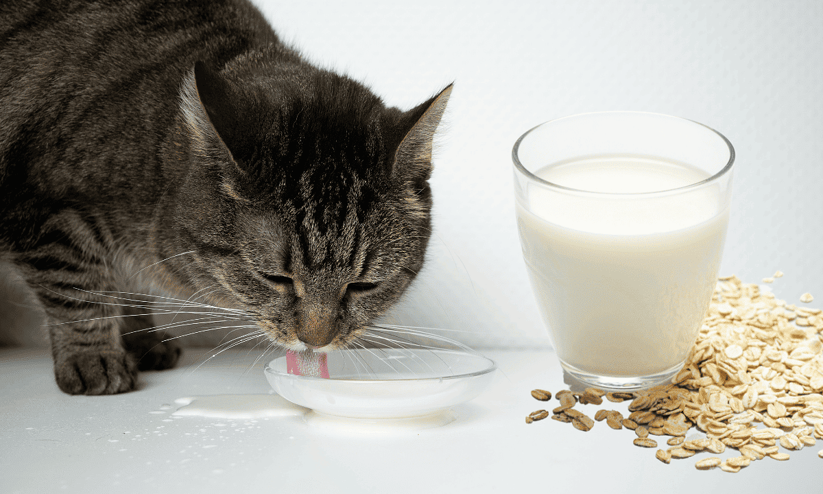 Can Cats Have Oat Milk