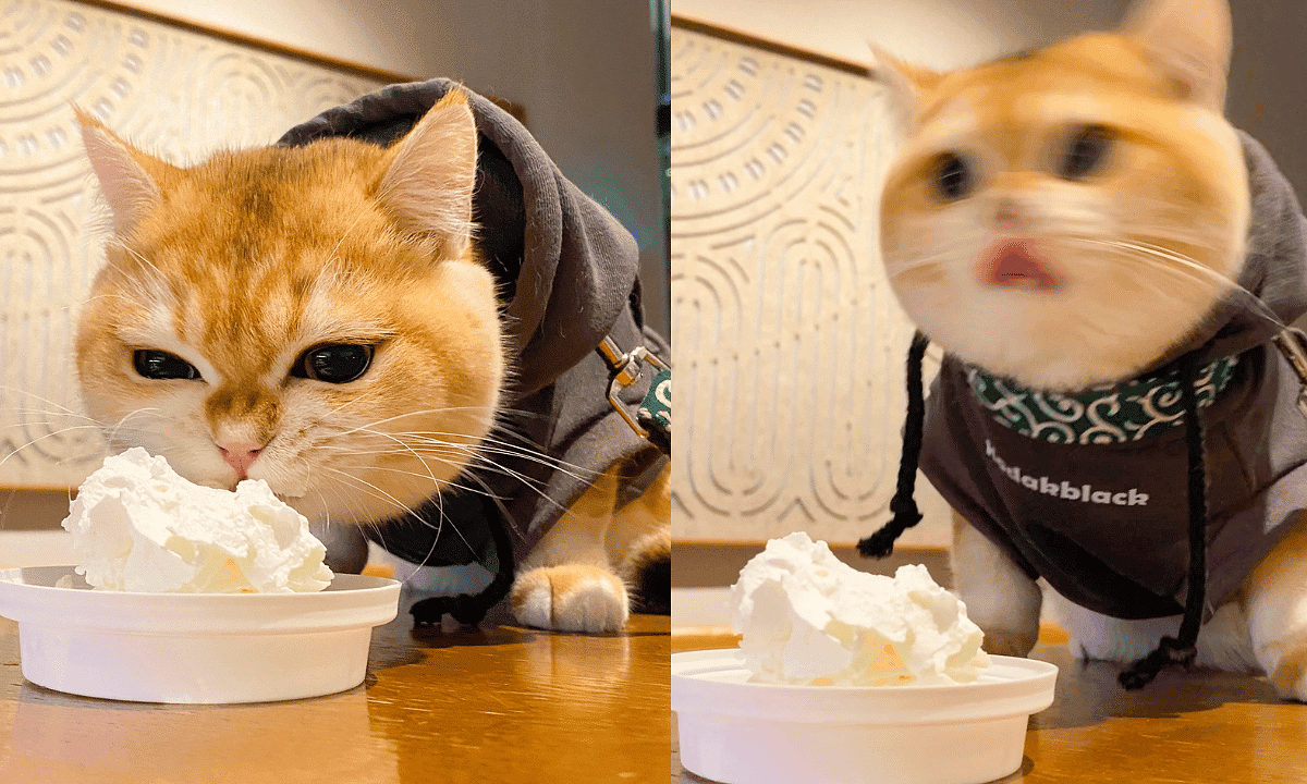 Can Cats Have Whipped Cream