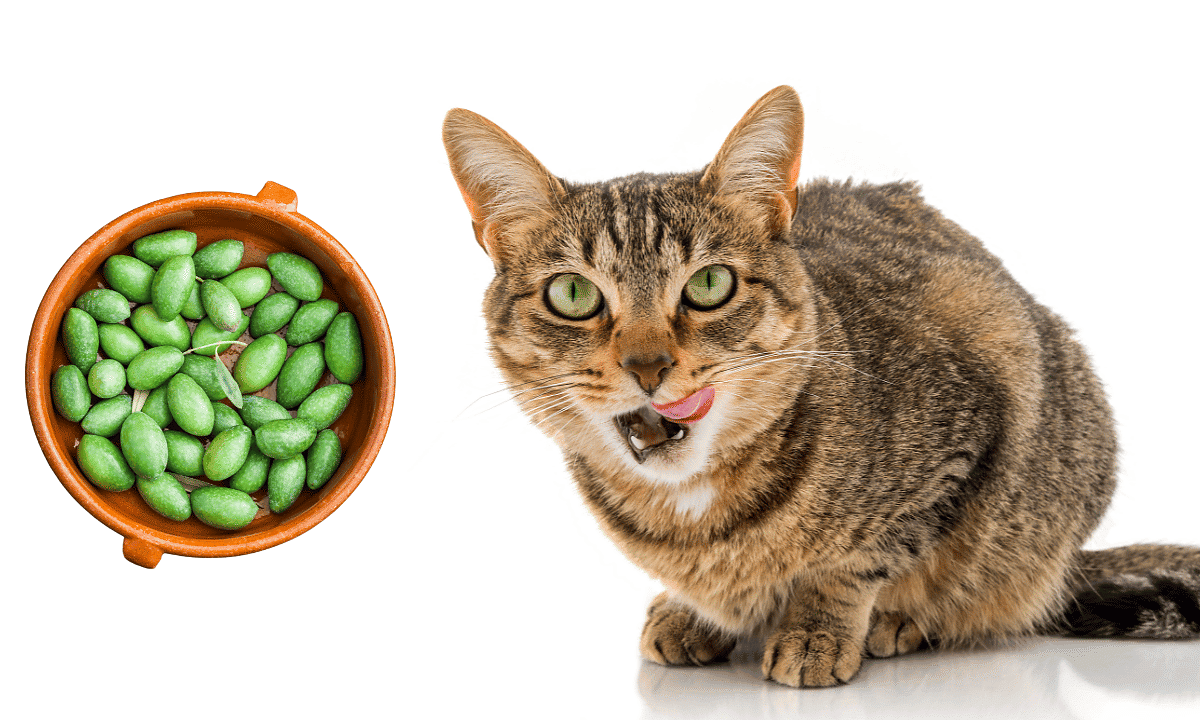 Do Cats Like Green Olives