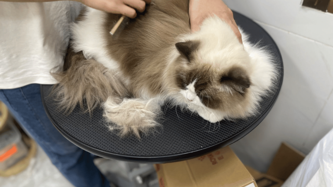 What Kinds Of Brushes Should I Use On My Cats? Answers By Dr. Alisa Alden