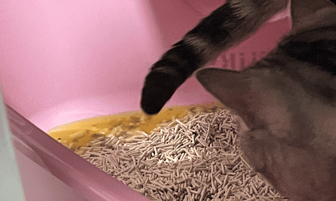 How Often Do Cats Pee