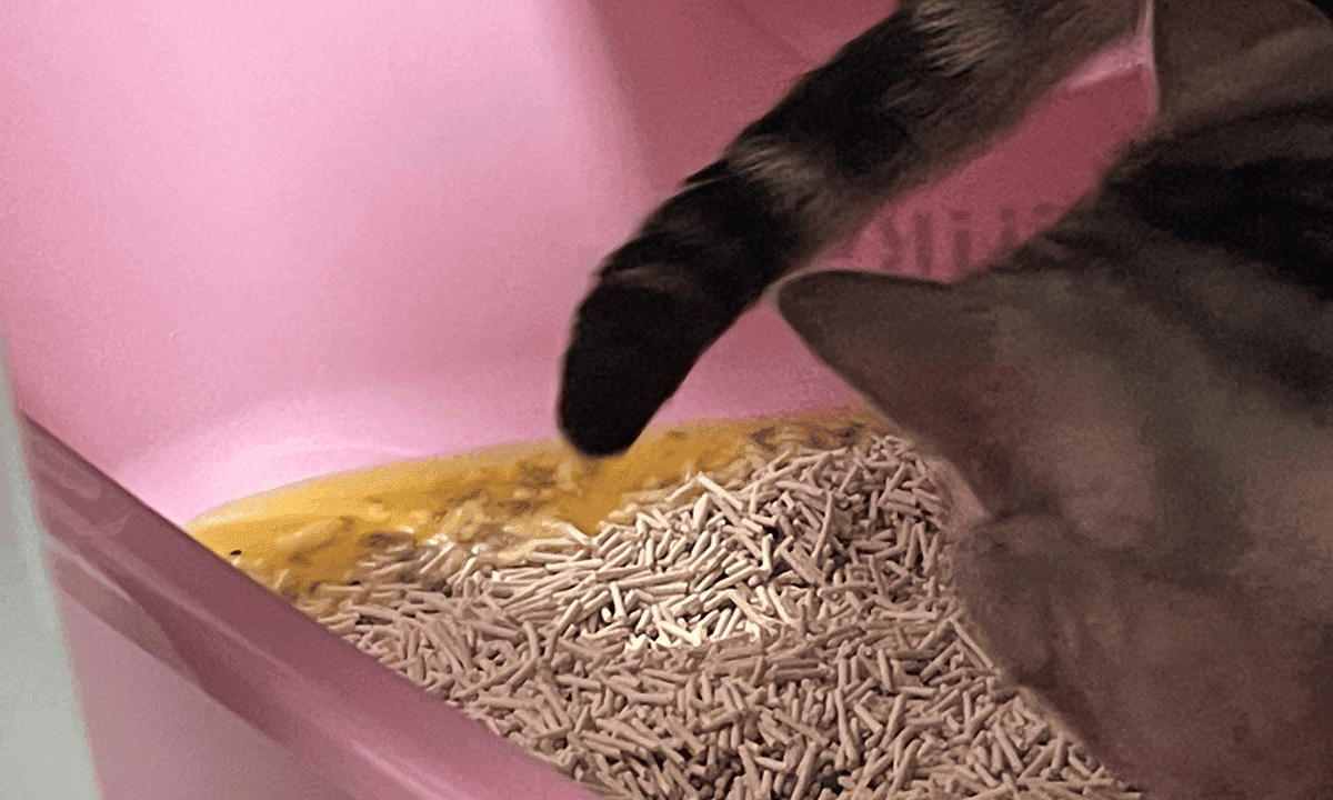 How Often Do Cats Pee