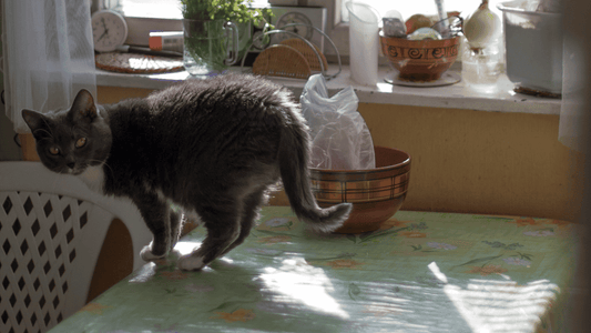How to Keep Cats Off of Furniture