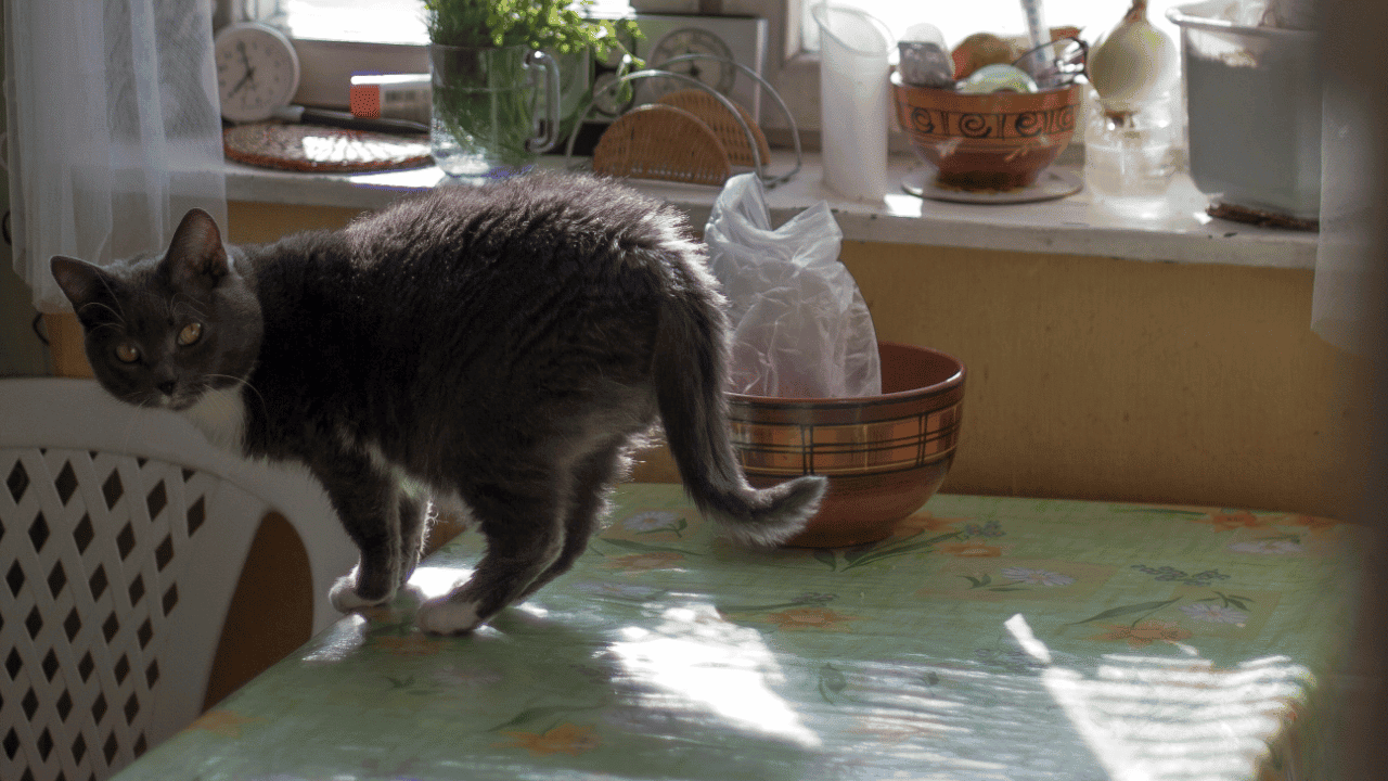 How to Keep Cats Off of Furniture