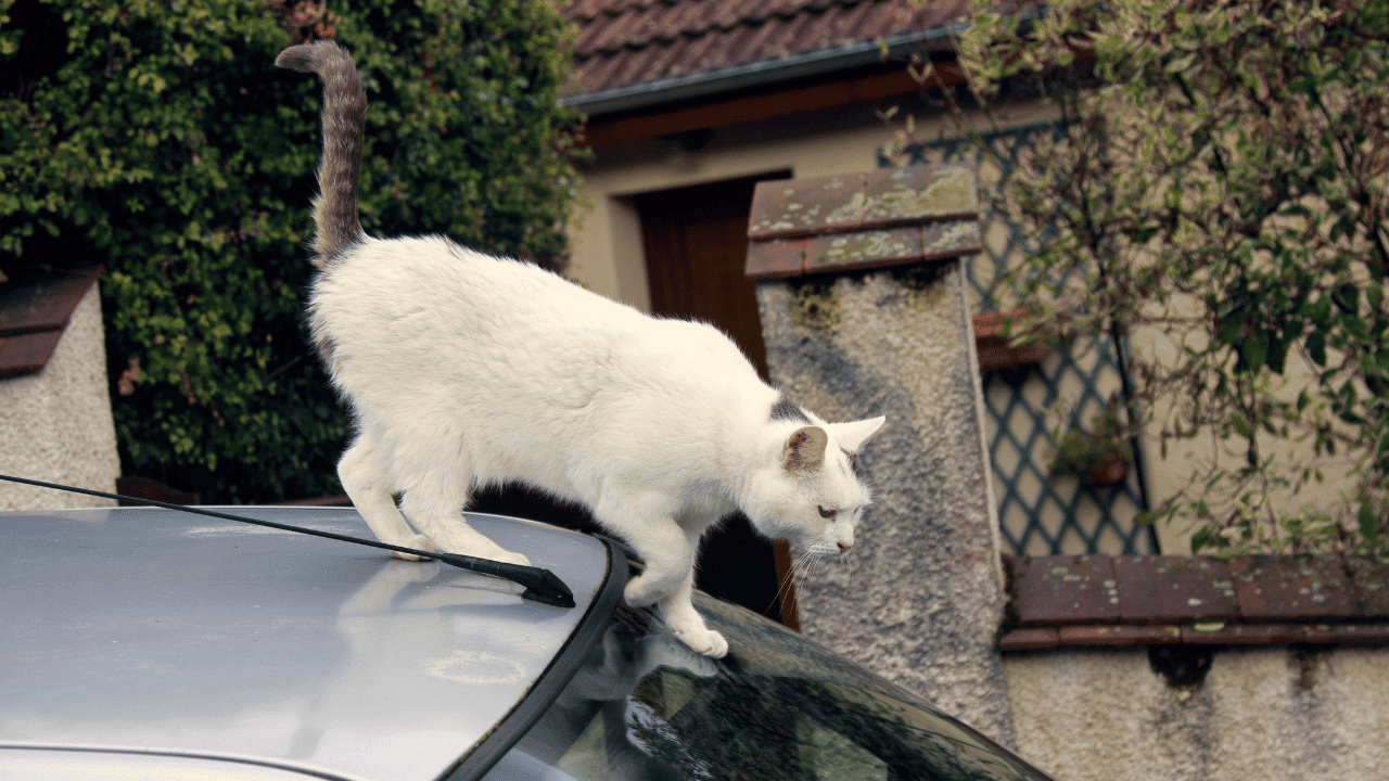 How to Keep Cats off Cars