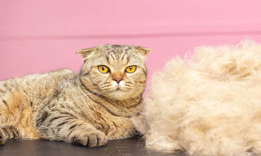 How to Stop Cats Shedding