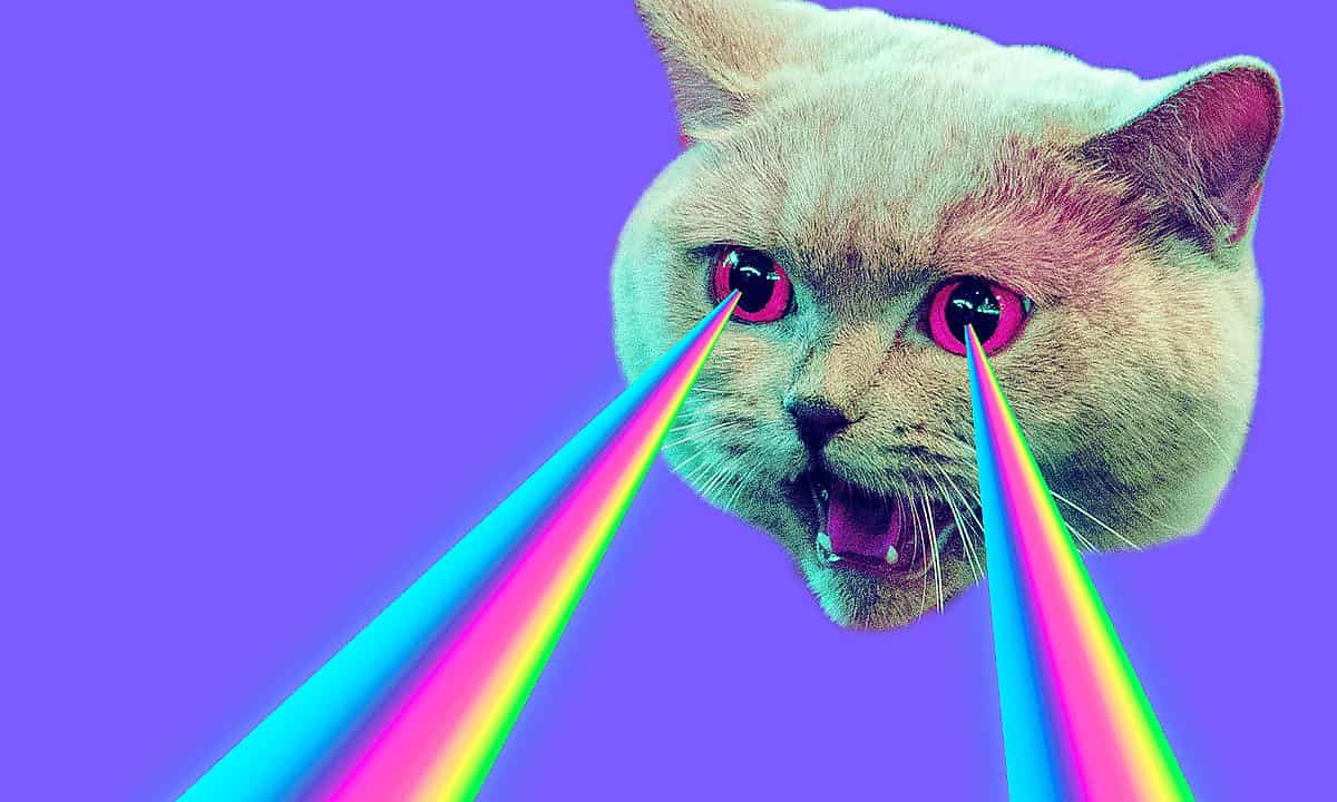 What's A Cat's Favorite Color