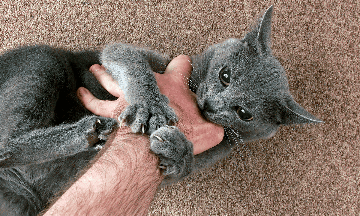 7 Reasons Why Cat Bite and How to Stop It - Happy Cats Home