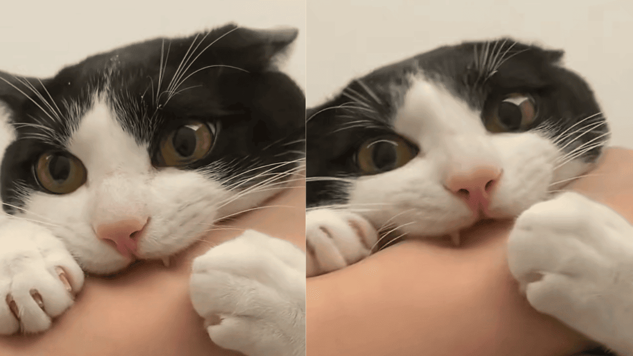 Why Does My Cat Hug My Arm And Bite Me