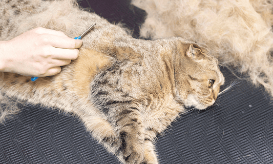 Why Is My Cat Shedding So Much