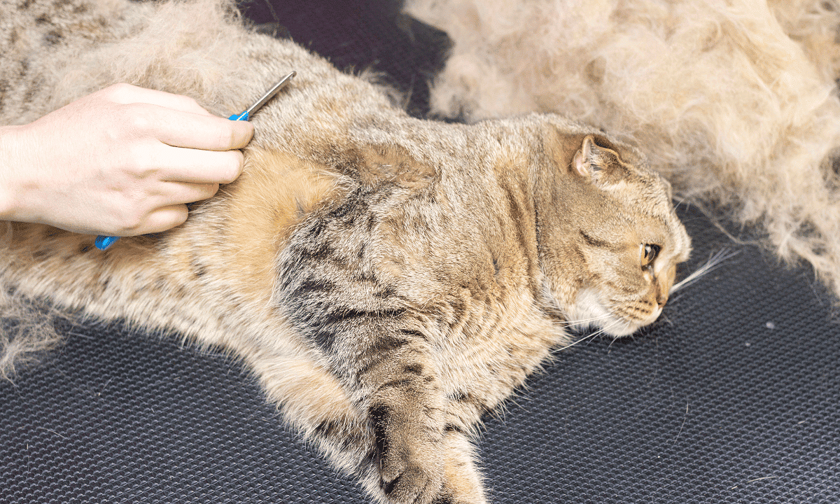 Why Is My Cat Shedding So Much