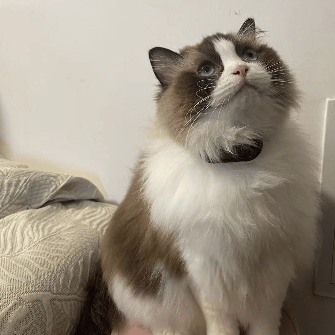 HappyPetCam Cat Collar HD Camera Cat POV Camera