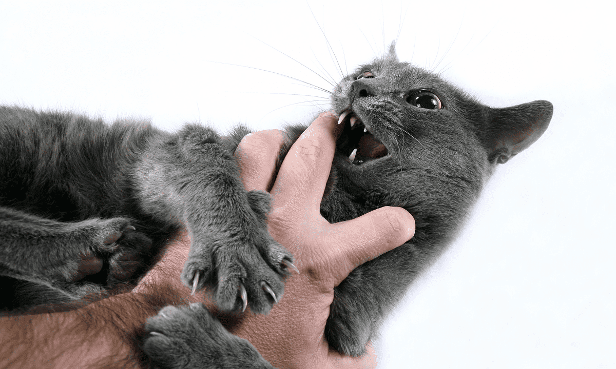 Cat-Redirected-Aggression