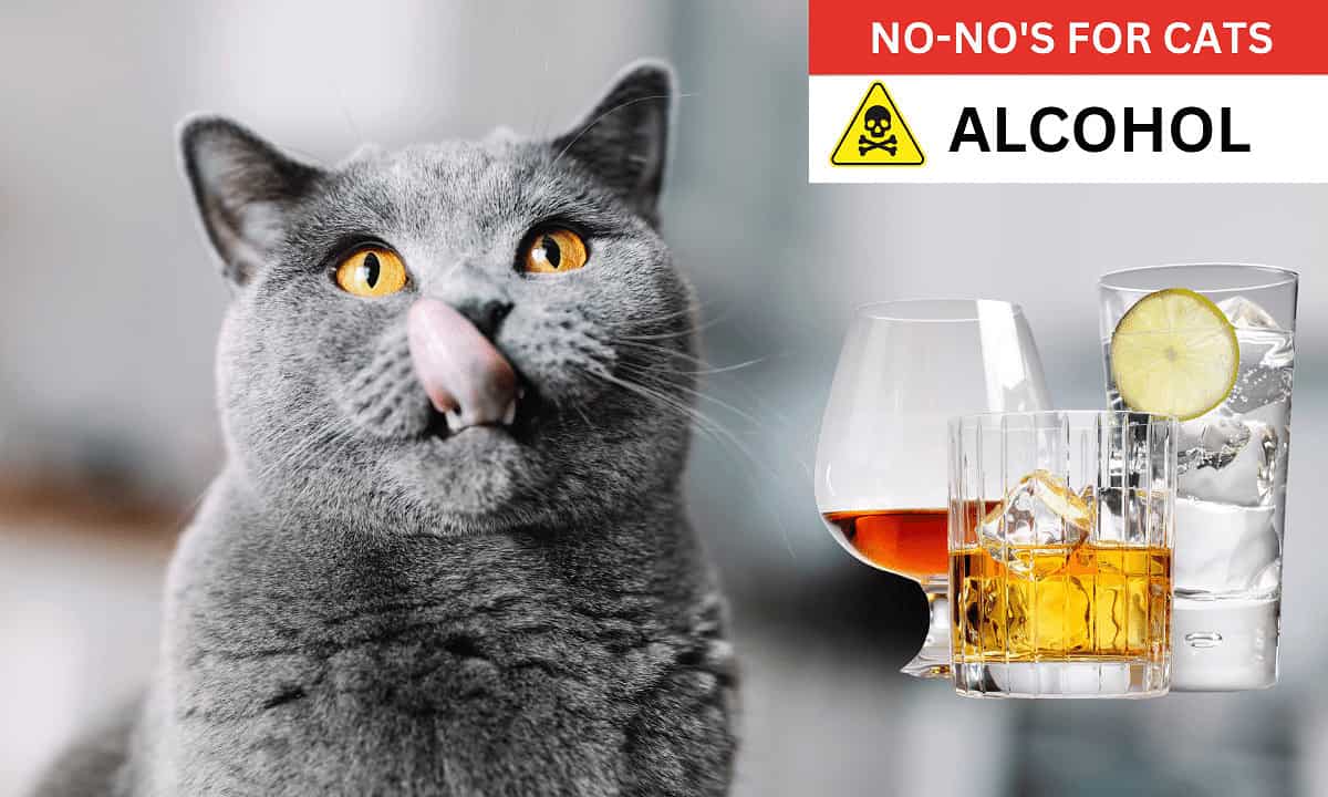 Alcohol poisonous to cats