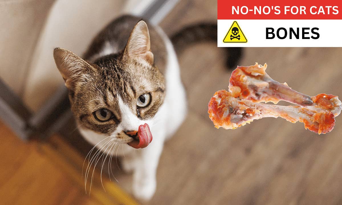 Bones poisonous to cats