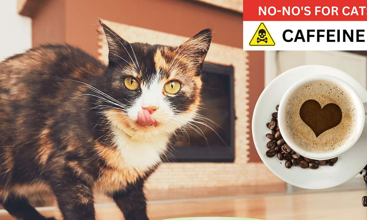 Caffeine poisonous to cats