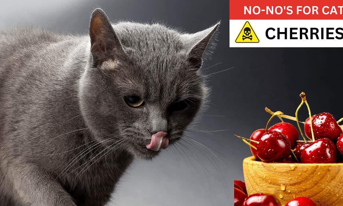 Cherries poisonous to cats