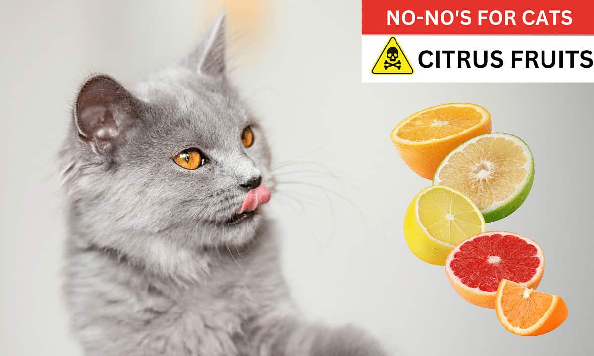 Citrus fruits poisonous to cats