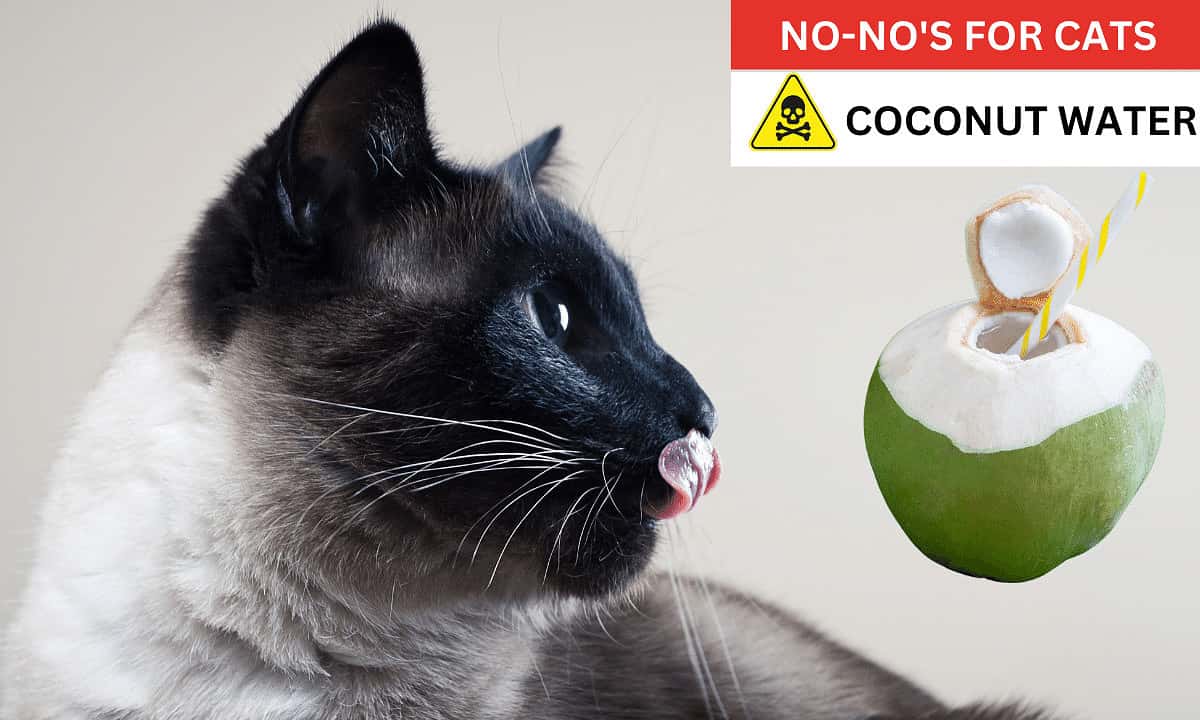 Coconut water poisonous to cats