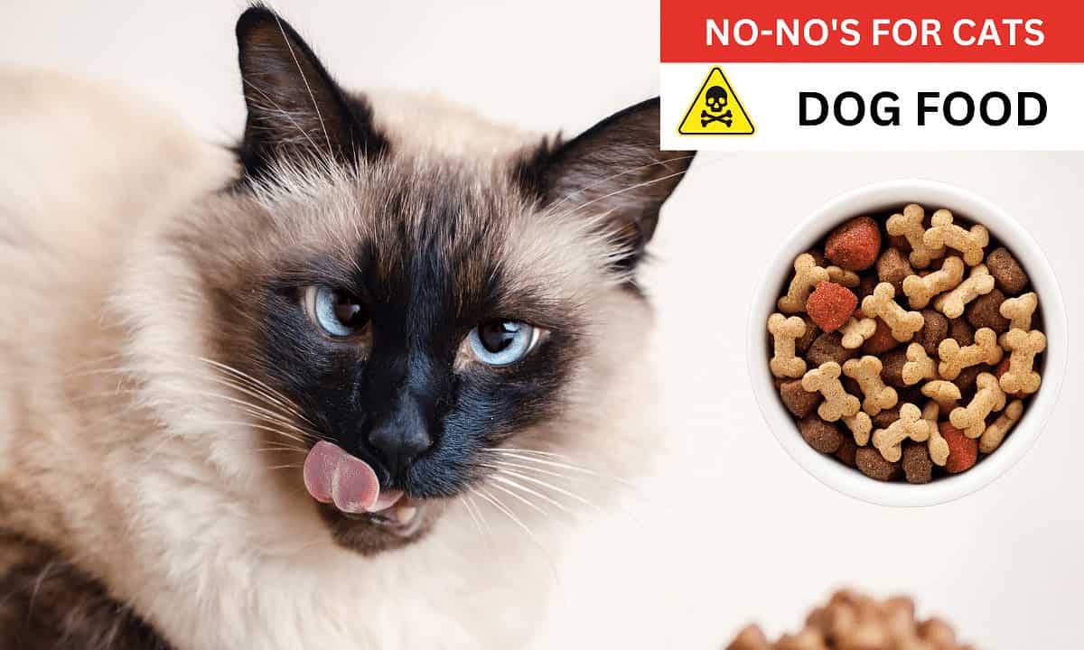 Dog food poisonous to cats