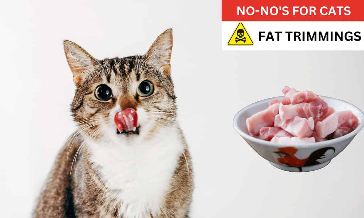 Fat trimmings poisonous to cats