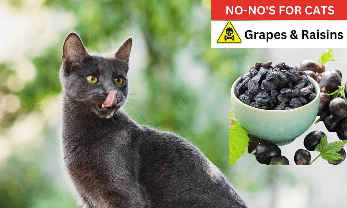 Grapes and raisins poisonous to cats