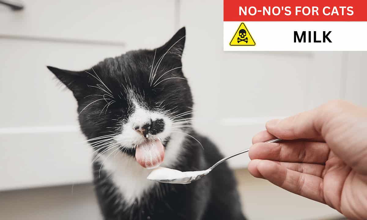 Milk poisonous to cats