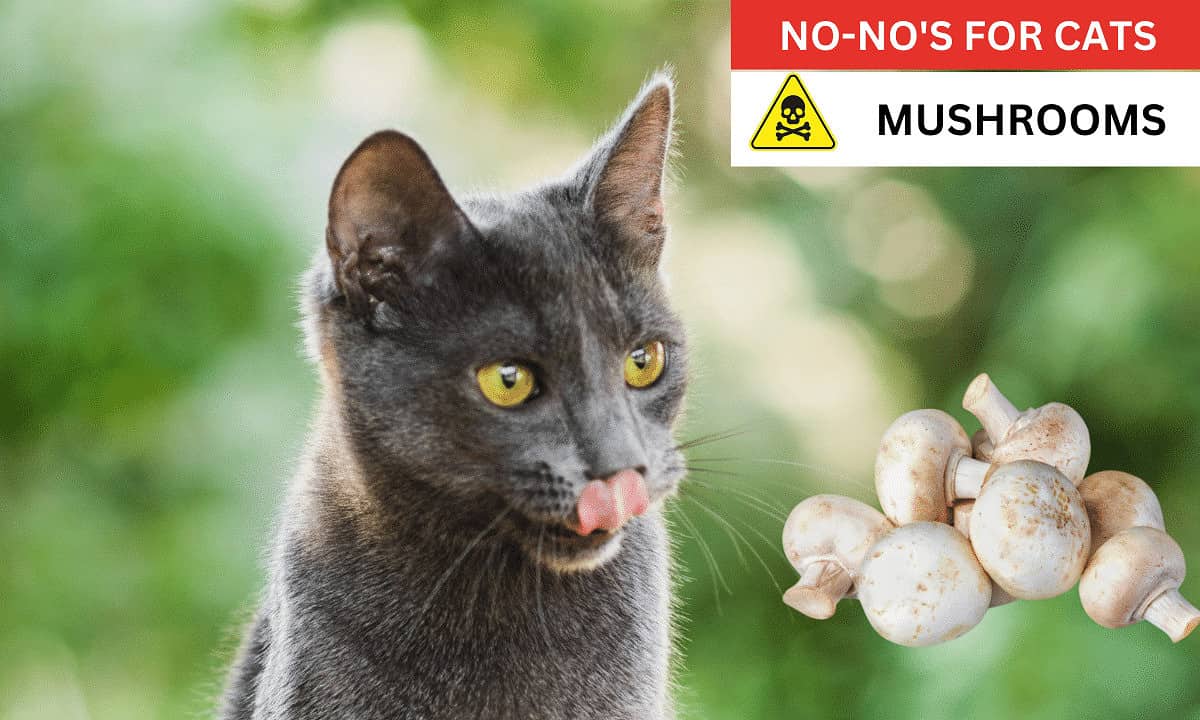 Mushrooms poisonous to cats