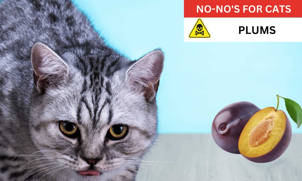 Plums poisonous to cats