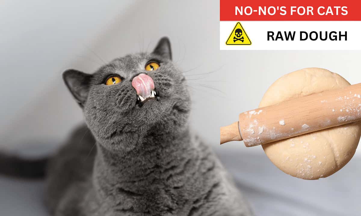 Raw dough poisonous to cats