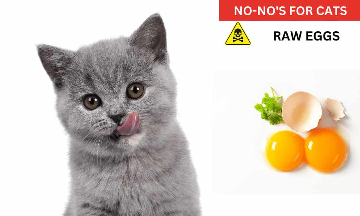 Raw eggs poisonous to cats