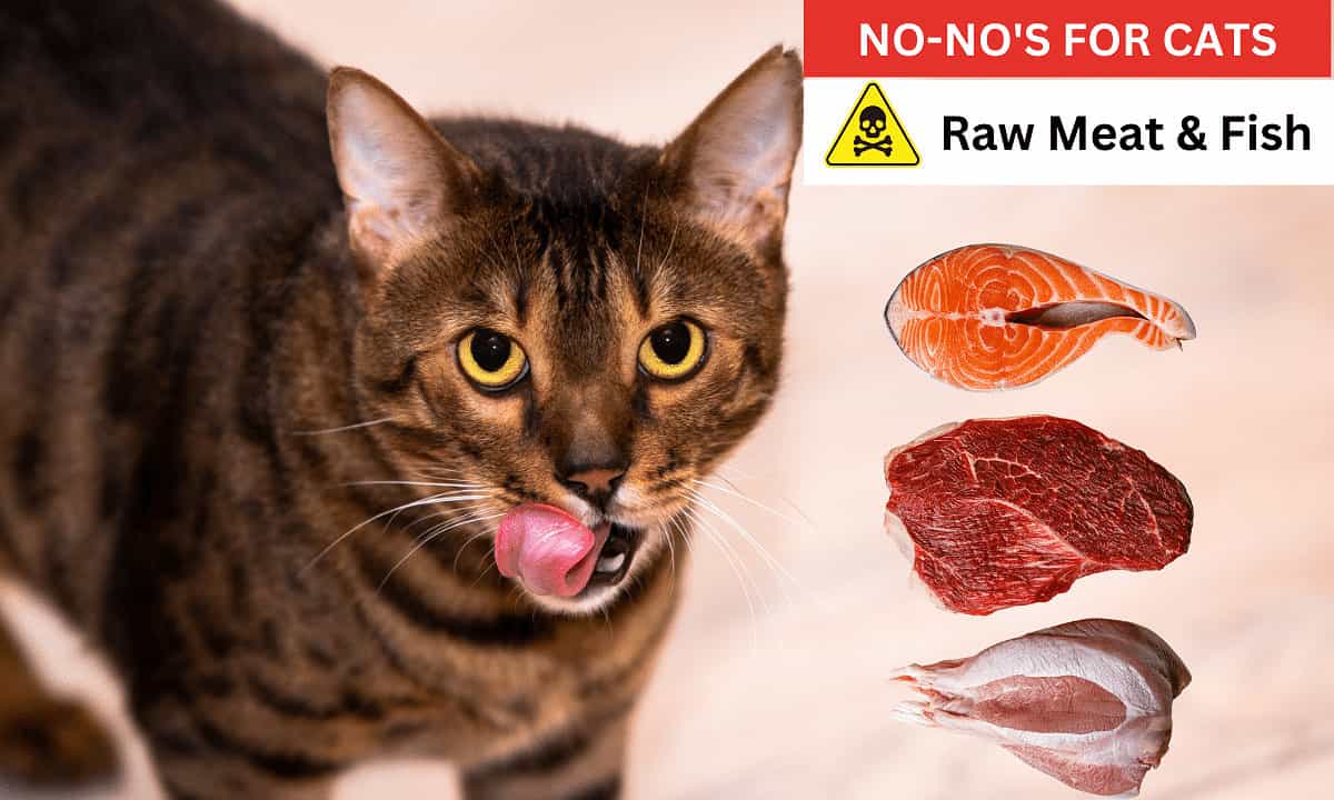 Raw meat and fish poisonous to cats