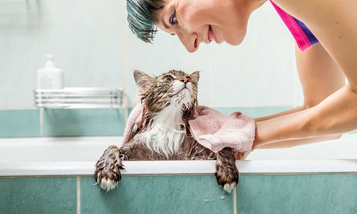 Benefits Of Bathing Your Cat