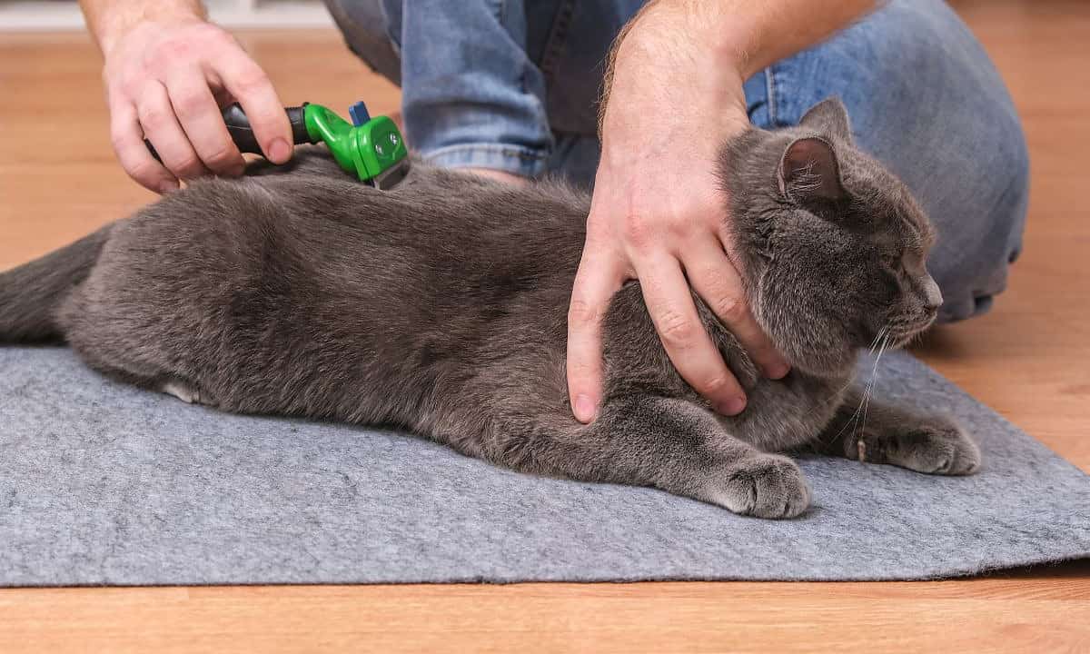 Brush Your Cat Regularly