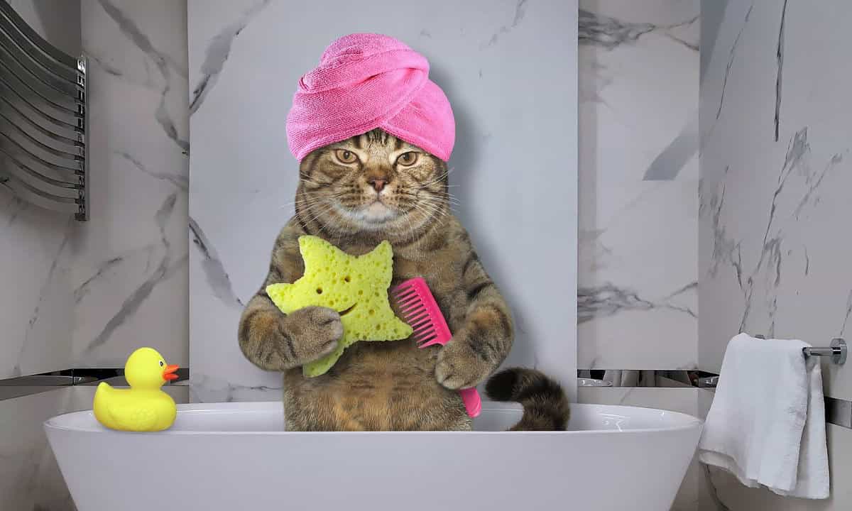 Do Cats Need A Bath