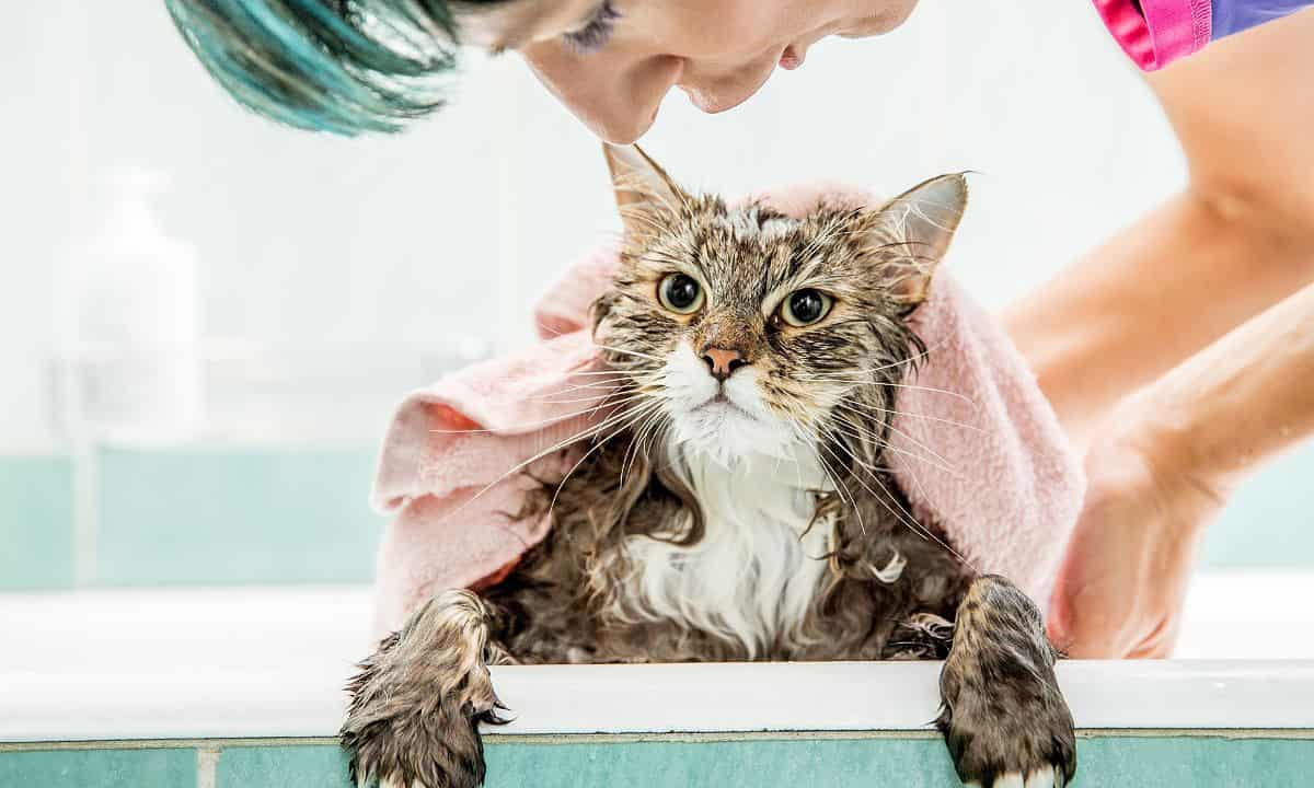 In What Situation Do Cats Need To Bathe