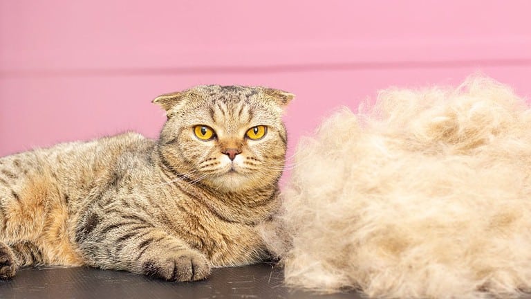 How to Stop Cats Shedding