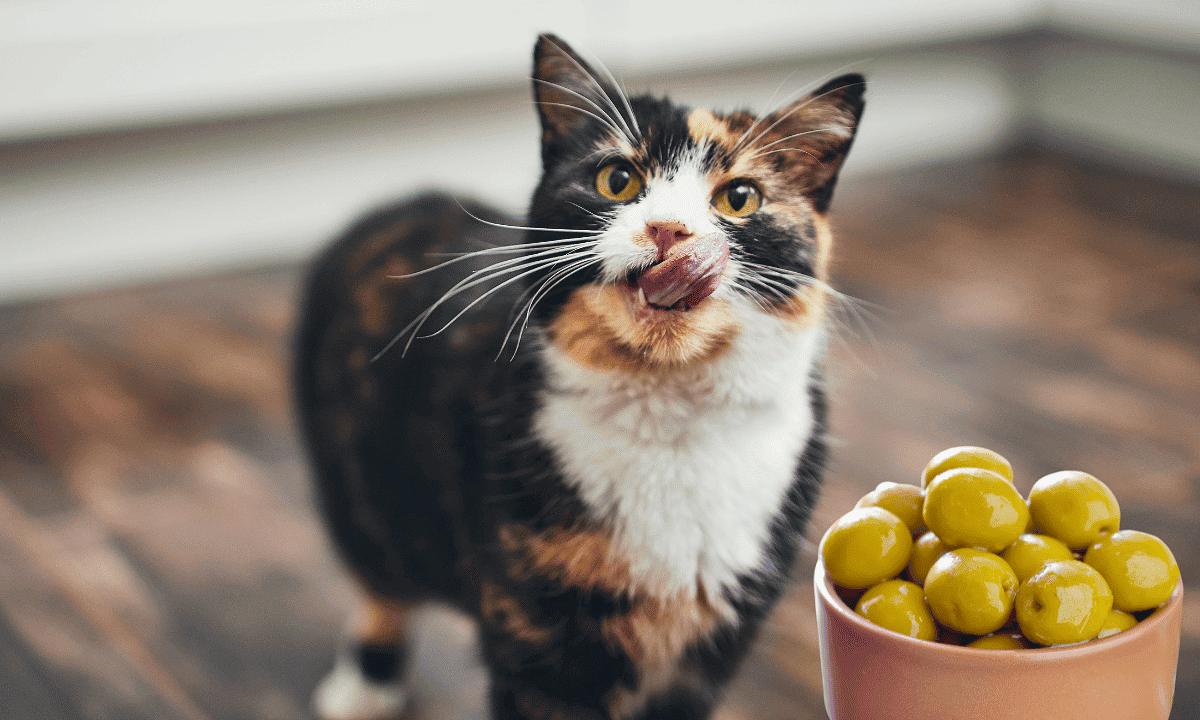 Are olives clearance good for cats