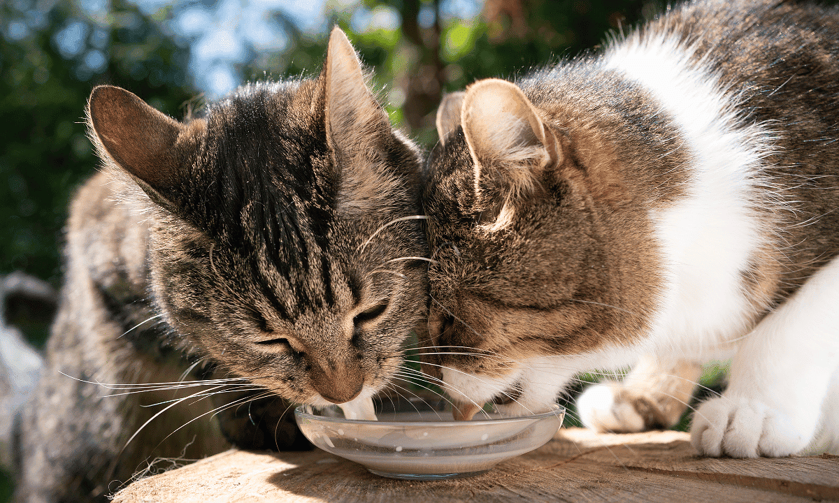 Oat milk outlet safe for cats