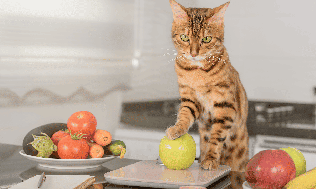 Are green olives bad hotsell for cats