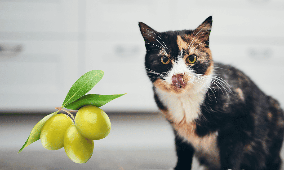 Do Cats Like Green Olives (Why & Alternatives) Happy Cats Home