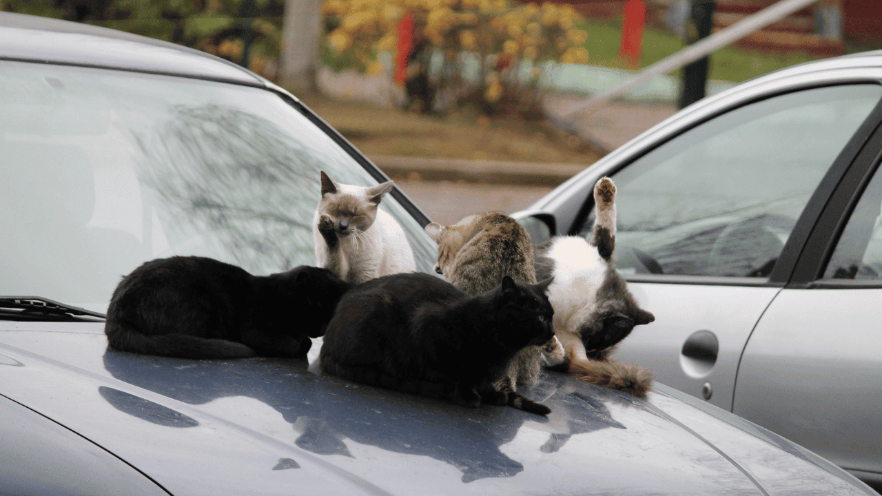 How to Keep Cats off Cars (Pet Parent Experience) - Happy Cats Home